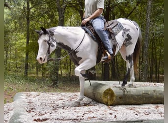 American Paint Horse, Jument, 13 Ans, 150 cm, Overo-toutes couleurs