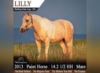American Paint Horse, Jument, 13 Ans, 150 cm, Palomino