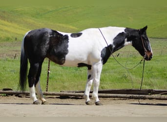 American Paint Horse, Jument, 13 Ans, 150 cm, Tobiano-toutes couleurs