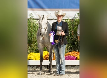 American Paint Horse, Jument, 13 Ans, 153 cm, Gris