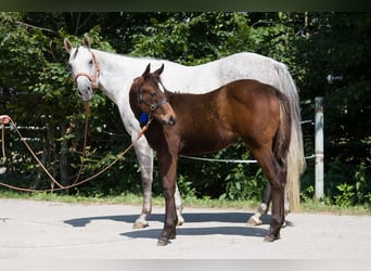 American Paint Horse, Jument, 13 Ans, 153 cm, Gris