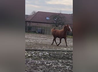 American Paint Horse, Jument, 13 Ans, 165 cm, Alezan