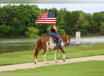 American Paint Horse, Jument, 14 Ans, 142 cm, Pinto