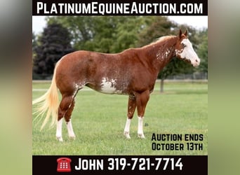 American Paint Horse, Jument, 14 Ans, 150 cm, Overo-toutes couleurs