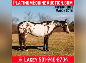 American Paint Horse, Jument, 14 Ans, 150 cm, Overo-toutes couleurs