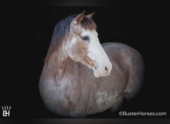American Paint Horse, Jument, 14 Ans, 150 cm, Roan-Bay