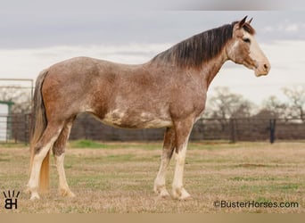 American Paint Horse, Jument, 14 Ans, 150 cm, Roan-Bay