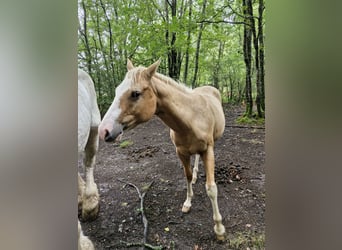 American Paint Horse, Jument, 14 Ans