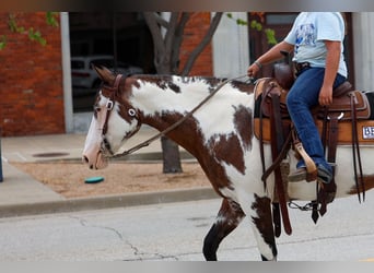 American Paint Horse, Jument, 15 Ans, 142 cm, Overo-toutes couleurs