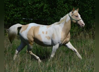 American Paint Horse, Jument, 15 Ans, 151 cm, Champagne
