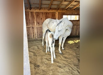 American Paint Horse, Jument, 15 Ans, 153 cm, Tobiano-toutes couleurs