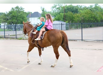 American Paint Horse, Jument, 15 Ans, Alezan brûlé