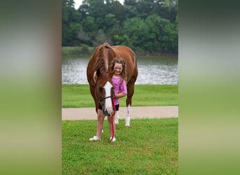 American Paint Horse, Jument, 15 Ans, Alezan brûlé