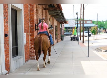 American Paint Horse, Jument, 15 Ans, Alezan brûlé