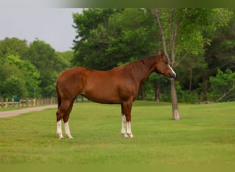 American Paint Horse, Jument, 15 Ans, Alezan brûlé