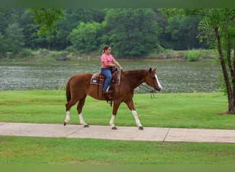 American Paint Horse, Jument, 15 Ans, Alezan brûlé