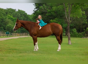 American Paint Horse, Jument, 15 Ans, Alezan brûlé