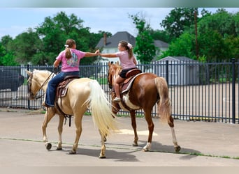 American Paint Horse, Jument, 15 Ans, Pinto