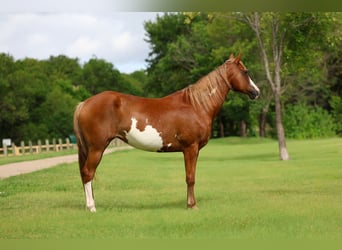 American Paint Horse, Jument, 15 Ans, Pinto
