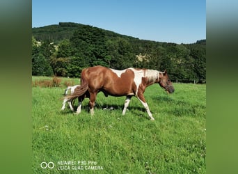 American Paint Horse, Jument, 17 Ans, 150 cm, Pinto