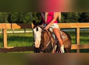 American Paint Horse, Jument, 19 Ans, 142 cm, Tobiano-toutes couleurs