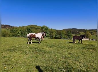American Paint Horse, Jument, 19 Ans, Overo-toutes couleurs