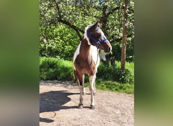 American Paint Horse, Jument, 19 Ans, Overo-toutes couleurs
