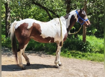 American Paint Horse, Jument, 19 Ans, Overo-toutes couleurs