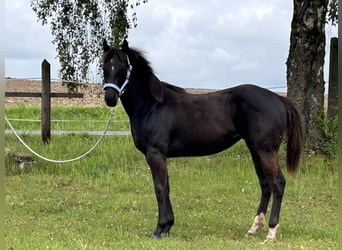 American Paint Horse, Jument, 1 Année, 130 cm, Noir