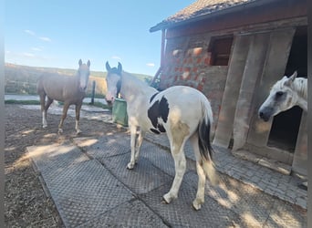 American Paint Horse Croisé, Jument, 1 Année, 148 cm, Pinto