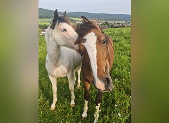 American Paint Horse Croisé, Jument, 1 Année, 148 cm, Pinto