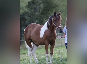 American Paint Horse, Jument, 1 Année, 150 cm, Bai