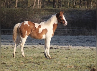 American Paint Horse, Jument, 1 Année, 152 cm, Alezan dun