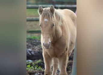 American Paint Horse, Jument, 1 Année, 153 cm, Champagne