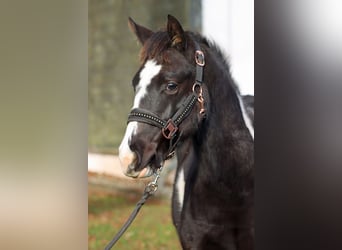 American Paint Horse, Jument, 1 Année, 153 cm, Overo-toutes couleurs