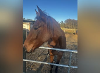 American Paint Horse Croisé, Jument, 1 Année, 155 cm, Bai