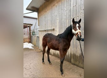 American Paint Horse, Jument, 1 Année, 160 cm, Bai