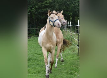 American Paint Horse, Jument, 1 Année, 160 cm, Champagne