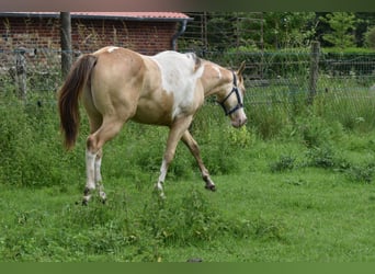 American Paint Horse, Jument, 1 Année, 160 cm, Champagne
