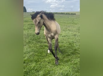 American Paint Horse Croisé, Jument, 1 Année, 160 cm, Isabelle
