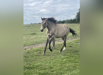 American Paint Horse Croisé, Jument, 1 Année, 160 cm, Isabelle