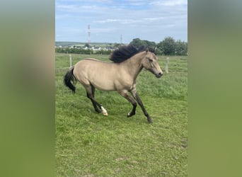 American Paint Horse Croisé, Jument, 1 Année, 160 cm, Isabelle