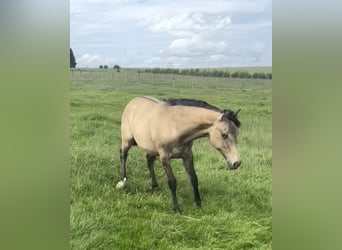 American Paint Horse Croisé, Jument, 1 Année, 160 cm, Isabelle