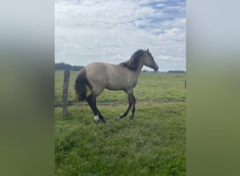 American Paint Horse Croisé, Jument, 1 Année, 160 cm, Isabelle