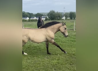 American Paint Horse Croisé, Jument, 1 Année, 160 cm, Isabelle