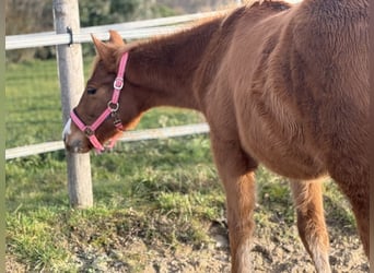 American Paint Horse, Jument, 1 Année, Alezan