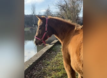 American Paint Horse, Jument, 1 Année