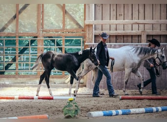 American Paint Horse, Jument, 1 Année, Pinto