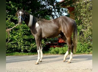 American Paint Horse, Jument, 1 Année, Pinto