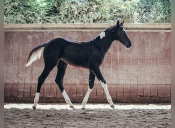 American Paint Horse, Jument, 1 Année, Pinto